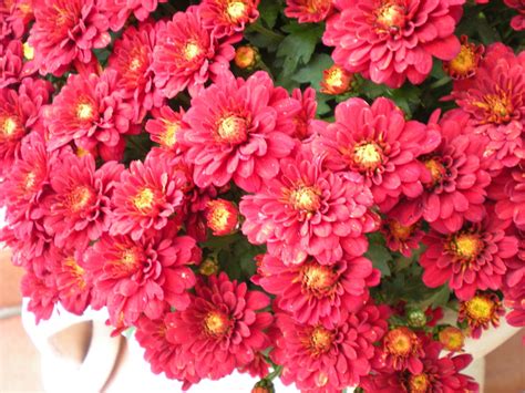 Scheda di buon compleanno con i. Non solo fiori da cimitero Foto % Immagini| piante, fiori ...