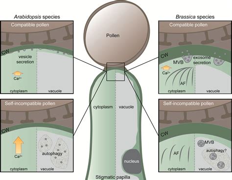 Plantae Review Exocyst Exosomes And Autophagy In Pollen Stigma
