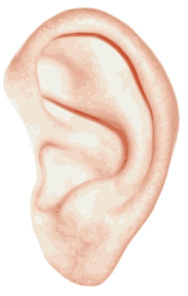 Human Ear Clip Art At Vector Clip Art Online Royalty Free