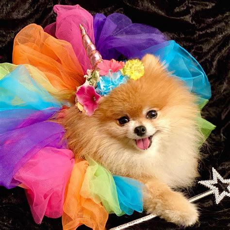 Pomeranian Puppies In Halloween Costumes Pets Lovers