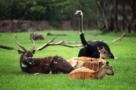 Wild Animals Resting Free Stock Photo Public Domain Pictures