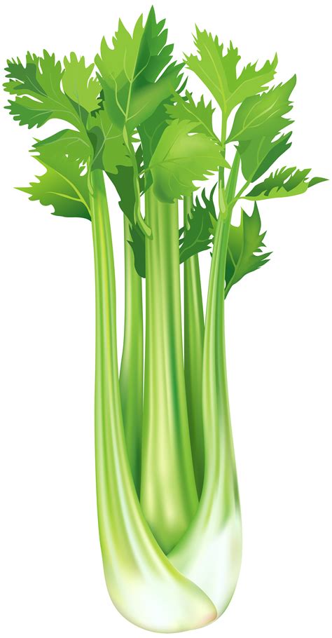 1050 x 900 jpeg 87 кб. Celery clipart - Clipground