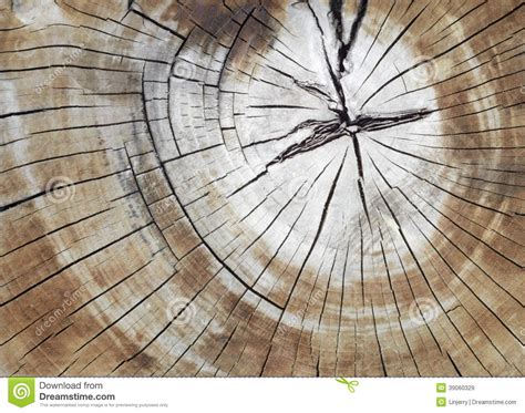 Cracked Pine Tree Trunk In Cross Section Stock Image Image Of Woods