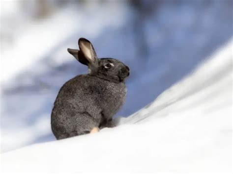 How To Keep Rabbits Warm In The Winter Rabbit Guide 2024 Rabbit Insider