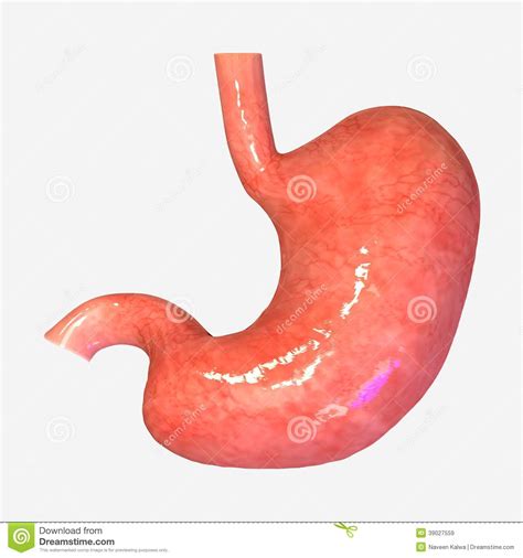 Stomach Stock Illustration - Image: 39027559