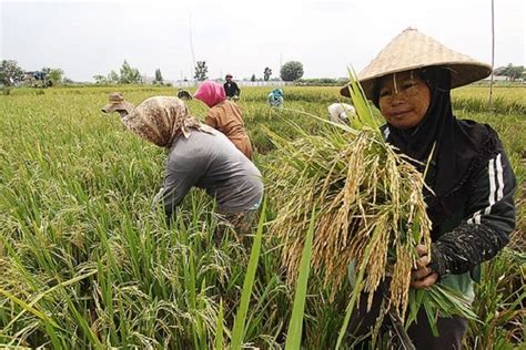 Tahap pertama akan dibangun pada lahan seluas 150 hektare, tahap kedua seluas 150 hektare, dan tahap ketiga seluas 200 hektare, ungkapnya. Pembangunan Pertanian Pedesaan Indonesia Terkendala ...