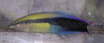 Hawaiian cleaner wrasse for sale. Hawaiian Cleaner Wrasse