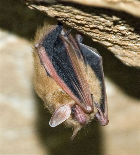 Bats In Caves Us National Park Service