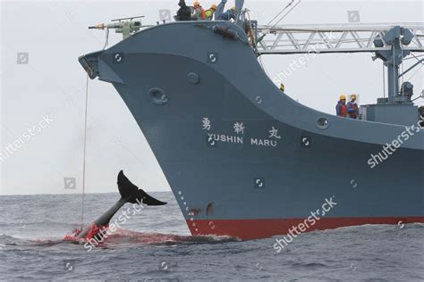 Yushin Maru Catcher Ship Japanese Whaling Editorial Stock Photo Stock