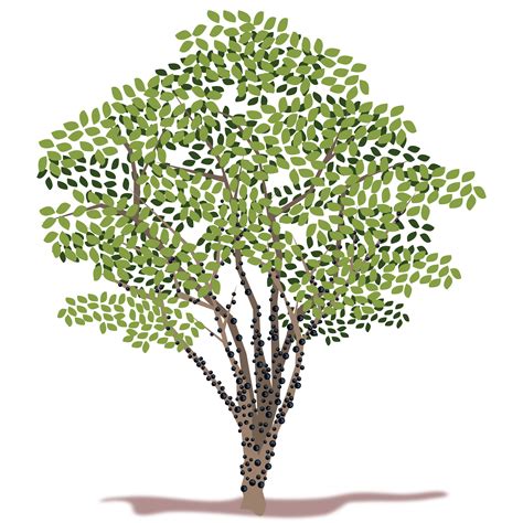 Free Tree Vector Cliparts Download Free Tree Vector Cliparts Png