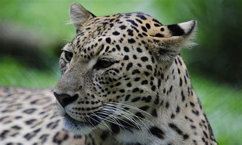 It is the island's largest terrestrial carnivore and apex predator. 10 Top Most Endangered Species On Earth