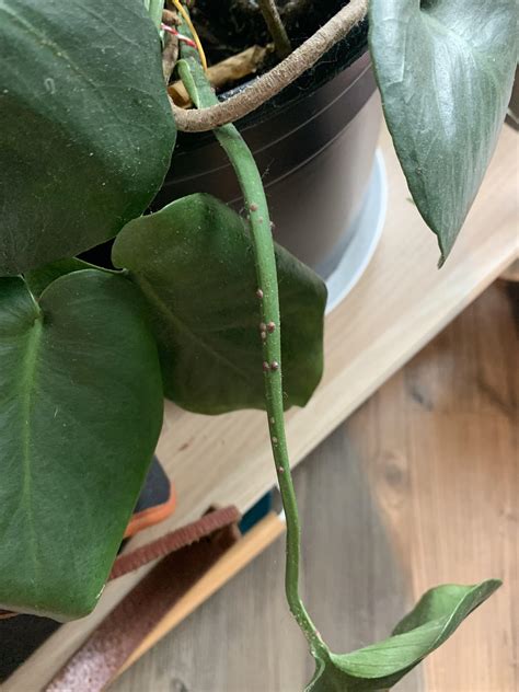 What Are These Brown Bumps On My Monstera They Only Seem To Appear On
