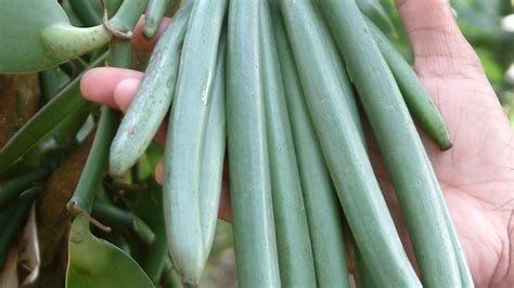 To me it is more expensive that the us. Why vanilla beans are so insanely expensive - and are they ...