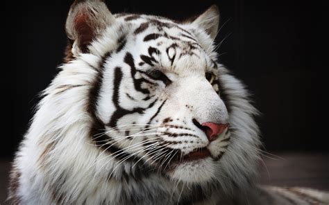 White Tiger Wallpaper 1080p