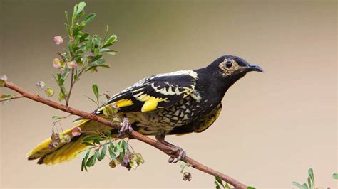 Twenty Critically Endangered Regent Honeyeaters Released Into Hunter