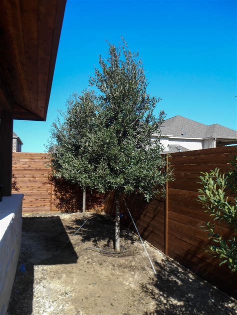 And you don't have to have a massive lot or backyard in order to plant trees for food, shade, or beauty, as there are many tree varieties that remain small enough to not crowd or shade out. Live Oak | Small backyard landscaping, Live oak trees ...