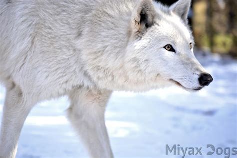 Image Result For The North American Indian Wolf Dog Eve Dogs