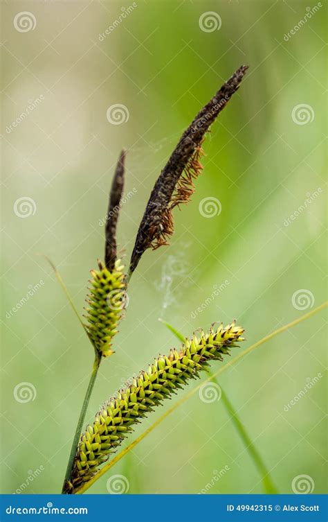 Plant Portrait Sedge Flowers Stock Image Image Of Conservation