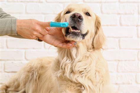 The Importance Of Good Dental Care At Home Animal Care Clinic