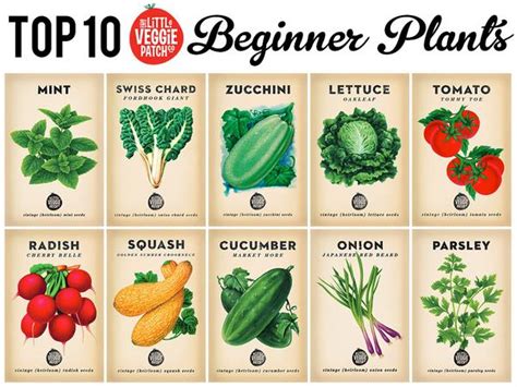 Best plant food for vegetable garden. Best Plant Food For Vegetable Garden | Cromalinsupport