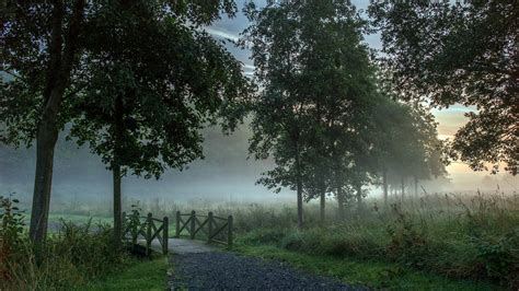 Nature Landscape Trees Forest Mist Morning Path