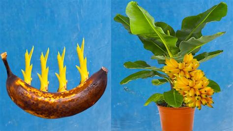 How To Grow Banana From Seeds How To Propagate Banana Plant Youtube