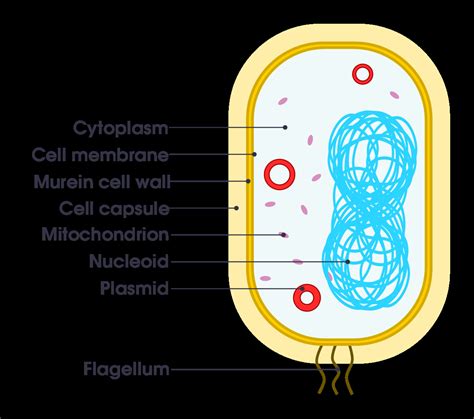Diagram Of Bacteria