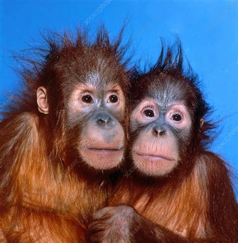 Orangutan Pongo Pygmaeus Babies Stock Image Z9120214 Science