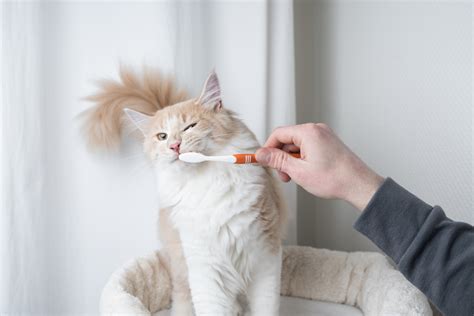With the information gained from this article, you can now cuddle and play with your cat to your heart's content without cringing every time she's close. How to Brush Your Cat's Teeth | Healthy Paws Pet Insurance