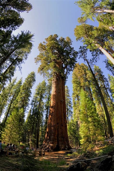 Pohon Raksasan Terbesar Dan Tertinggi Di Dunia Youtube Gambaran