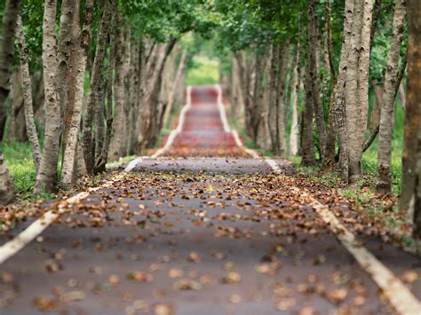 Jungle Tree Lined Road Nature High Quality Hd Wallpaper Preview