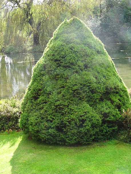 This one being a dwarf alberta spruce tree. Dwarf Alberta Spruce Pictures, Images and Stock Photos ...
