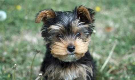 This calculator allows you to calculate data size in bits, nibbles, bytes, kilobytes, megabytes, gigabytes, and terabytes. Yorkie growth chart and Yorkshire terrier development ...