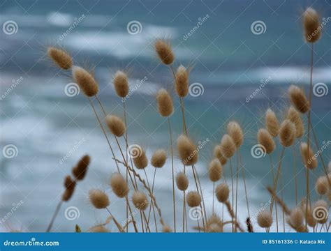 Coastal Grasses On The Coast Stock Photo Image Of Plant Nature 85161336