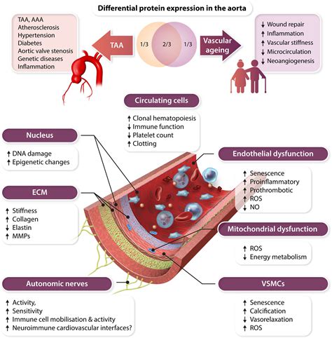 Vascular Aging And Vascular Disease Have Much In Common