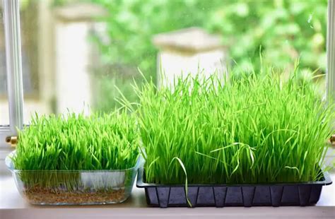 How To Grow Wheatgrass Indoors Top Best Simple Steps