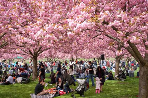 Hanami Tradisi Jepang Sambut Mekarnya Bunga Sakura Cheria Holiday