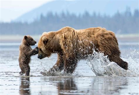 Alaskas Wildlife In The Crosshairs Defenders Of Wildlife