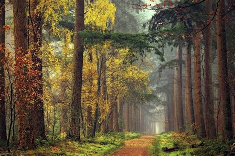 478059 Trees Fall Mist Forest Nature Rare Gallery Hd Wallpapers