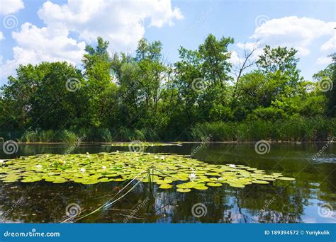 River With Water Lilies And Forest On A Coast Stock Photo Image Of
