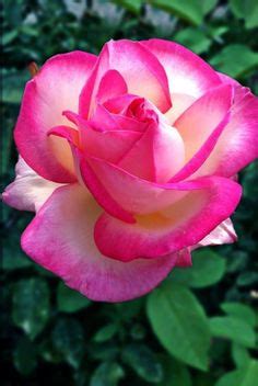 In the months that followed, porter commissioned horticulturists to develop a hybrid rose, which he patented and named the linda porter rose. linda porter rose | Roses | Pinterest | Flowers, Gardens ...