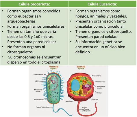 Diferencias Y Similitudes Entre La Celula Procariota Y Eucariota The