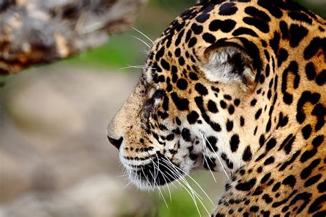 Animals Jaguar Muzzle Predator Wild Cat Wildcat Hd Wallpaper Pxfuel