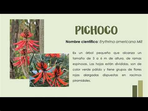 Flora Y Fauna En Poza Rica Desarrollo Sustentable YouTube