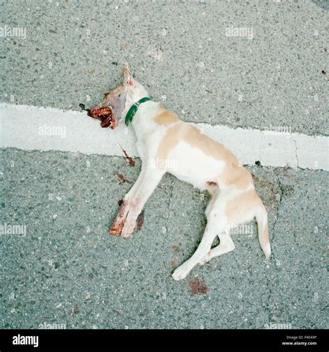 A Dead Dog Spain Stock Photo Alamy