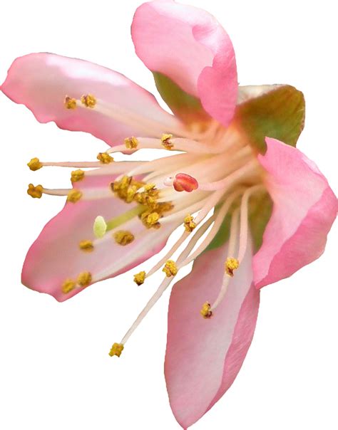 Peach Blossom Png By Thy Darkest Hour On Deviantart