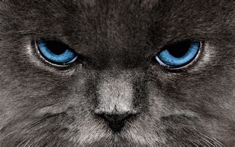 Cat Blue Eyes Close Up Photo Wallpaper 2560x1600 12030