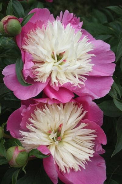 We did not find results for: Perennials that start with the letter P | Plant Delights ...