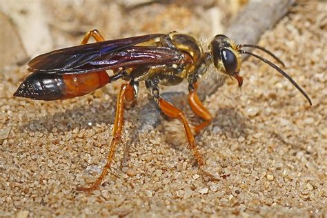 Great Golden Digger Wasp Another Asian Giant Hornet Look Alike