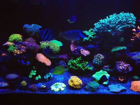 Build Thread 600 Ltr Color SPS LPS Reef Tank Reef2Reef